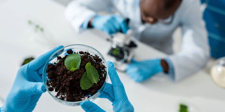 Planta medicinal // Créditos: depositphotos.com / HayDmitriy