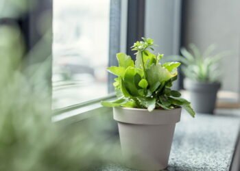 A planta errada no quarto pode roubar seu sono, veja como evitar