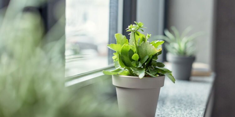 A planta errada no quarto pode roubar seu sono, veja como evitar