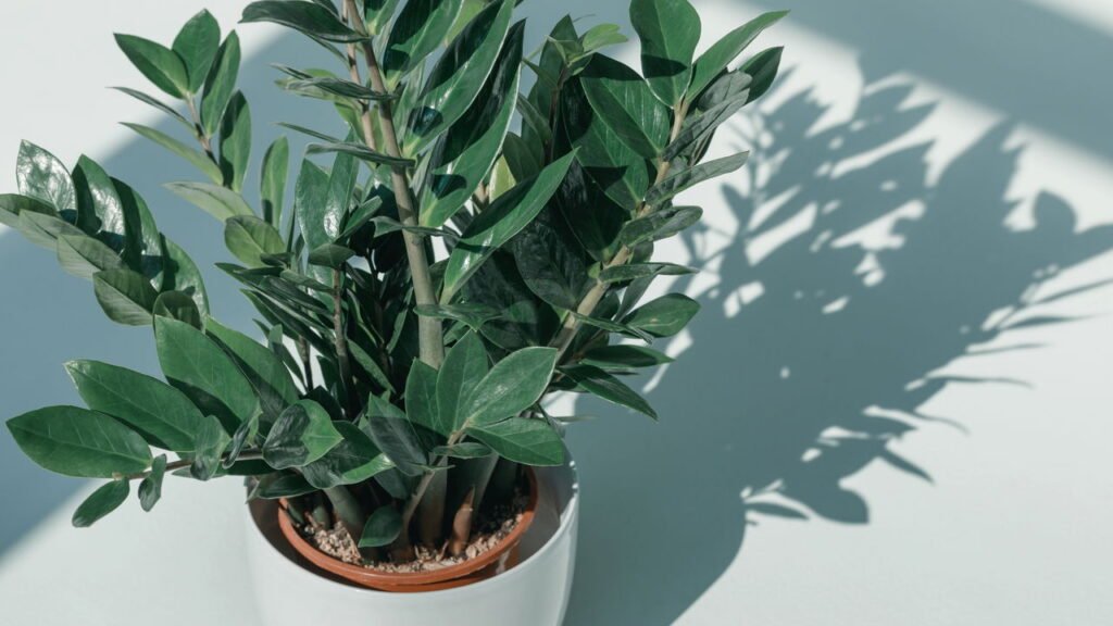 A planta errada no quarto pode roubar seu sono, veja como evitar