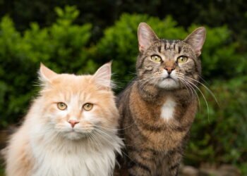 Como proteger o pet de plantas tóxicas comuns em jardins e apartamentos