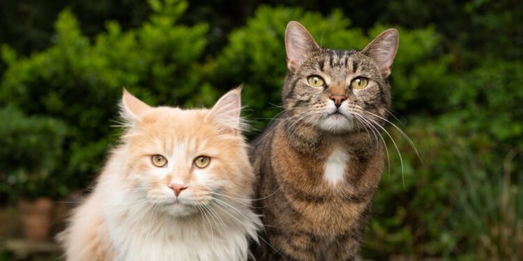 Como proteger o pet de plantas tóxicas comuns em jardins e apartamentos