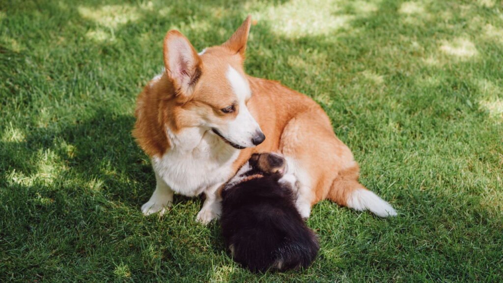 Como proteger o pet de plantas tóxicas comuns em jardins e apartamentos