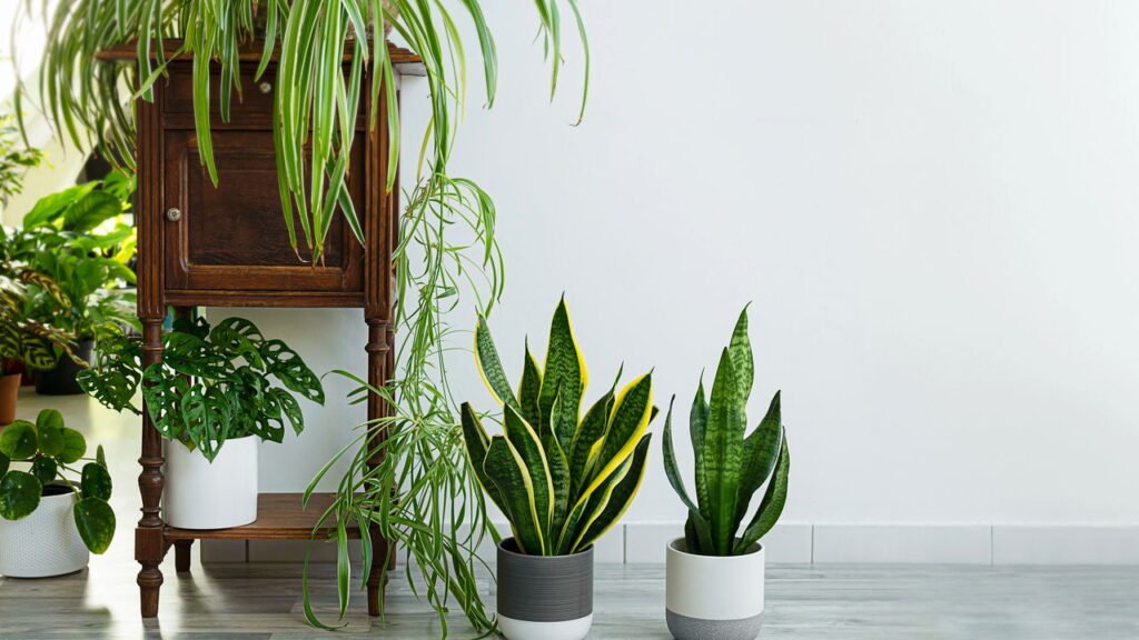 Os maiores benefícios de ter plantas em casa segundo especialistas