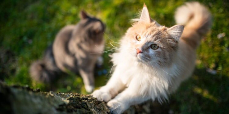 Pets - Créditos: depositphotos.com / FurryFritz