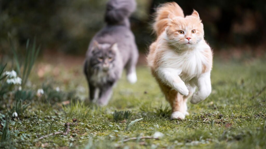 O que significa quando o gato mia o tempo todo

