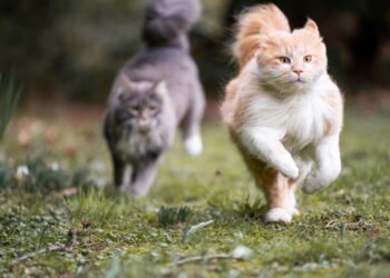 O que significa quando o gato mia o tempo todo