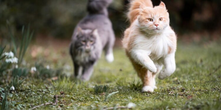 O que significa quando o gato mia o tempo todo