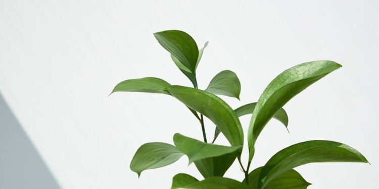 Plantas que florescem com pouca água e são muito fáceis de cuidar