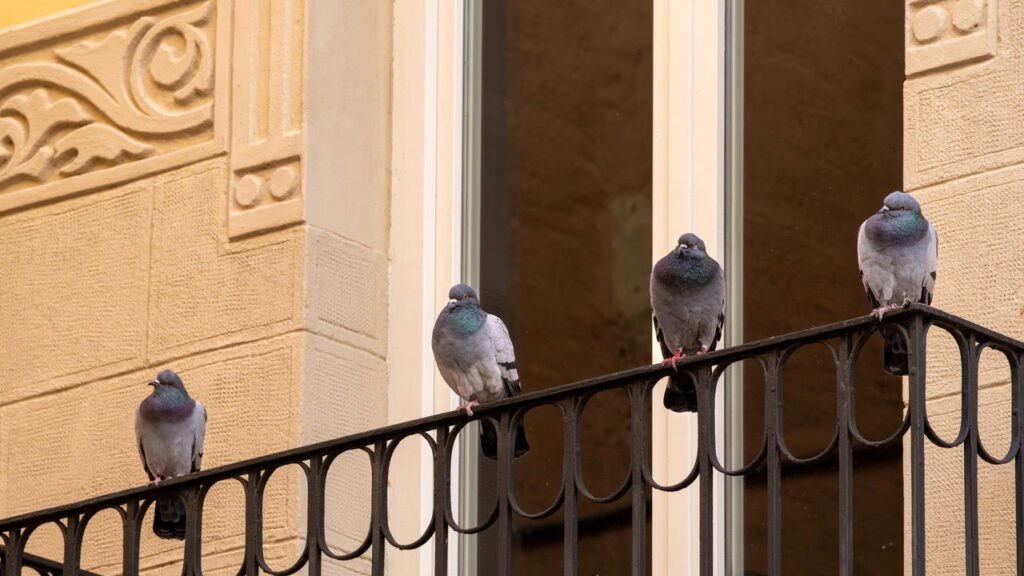 O que significa quando uma pomba entra em sua casa segundo a espiritualidade