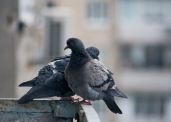 O que significa quando uma pomba entra em sua casa segundo a espiritualidade