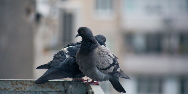 O que significa quando uma pomba entra em sua casa segundo a espiritualidade