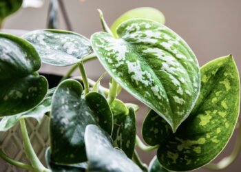 3 motivos para evitar a poda dessa planta durante o inverno