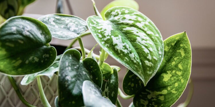 Pothos - Créditos: depositphotos.com / Maritxu22