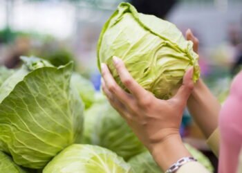 Melhor truque para conservar repolho fresco e crocante por mais tempo