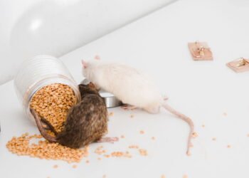 3 plantas naturais que afastam roedores sem usar venenos