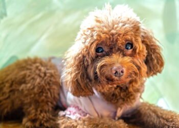 Como lavar roupinhas de pet sem deixar alergias no cachorro