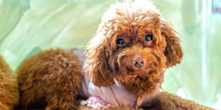 Como lavar roupinhas de pet sem deixar alergias no cachorro