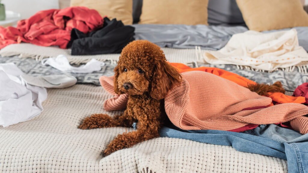 Como lavar roupinhas de pet sem deixar alergias no cachorro