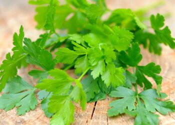 Poucos conhecem as propriedades curativas da salsa para retenção de líquidos