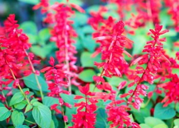 Plantas nativas que beija-flores amam e você pode cultivar em casa