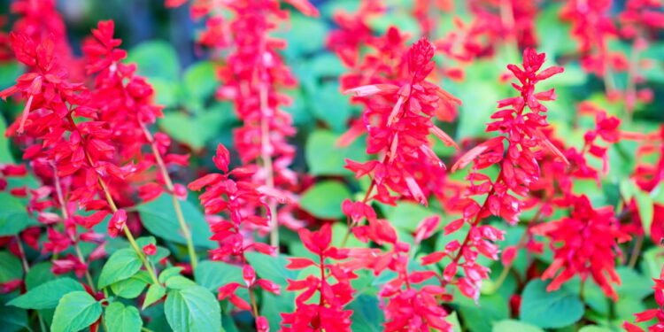 Salvia escarlate - Créditos: depositphotos.com / Yakov_Oskanov