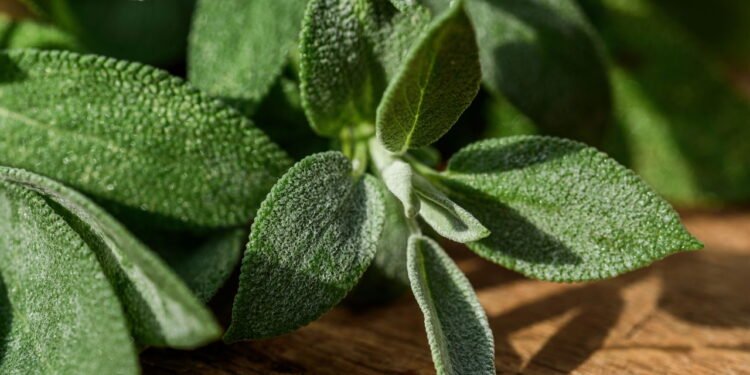 Planta milagrosa conquista lares com benefícios que vão além da culinária