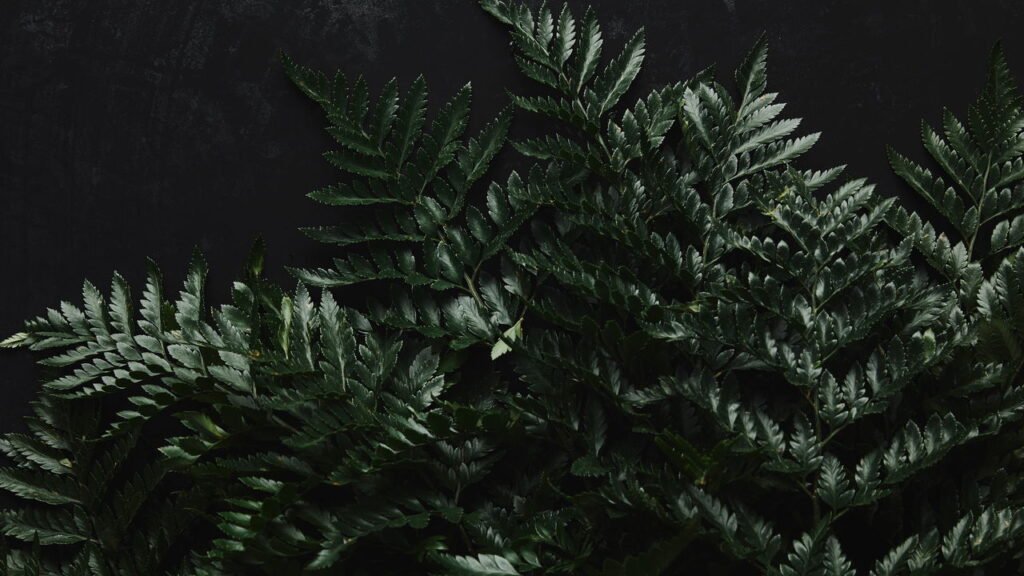 Entenda o significado espiritual da samambaia secar segundo o Feng Shui