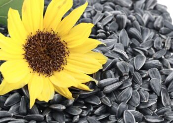 Essa semente promove a saúde celular, protege o coração e reduz a inflamação