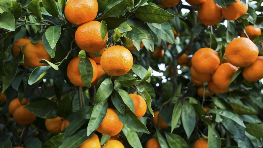 O repelente mais natural e econômico vem da casca da tangerina