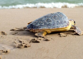 Por que as tartarugas vivem tanto? 6 segredos da longevidade animal