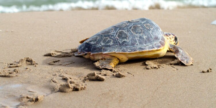 Tartarugas // Créditos: depositphotos.com / benjaminet