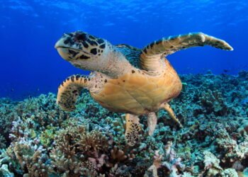 Por que as tartarugas vivem tanto? 6 segredos da longevidade animal