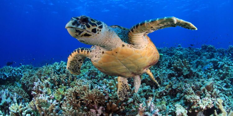 Tartarugas // Créditos: depositphotos.com / aquanaut