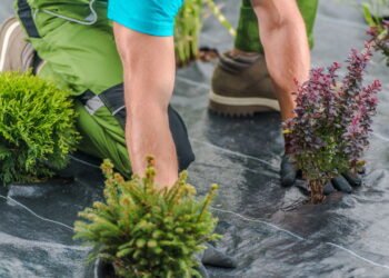 Razões pelas quais a manta para paisagismo é uma péssima escolha