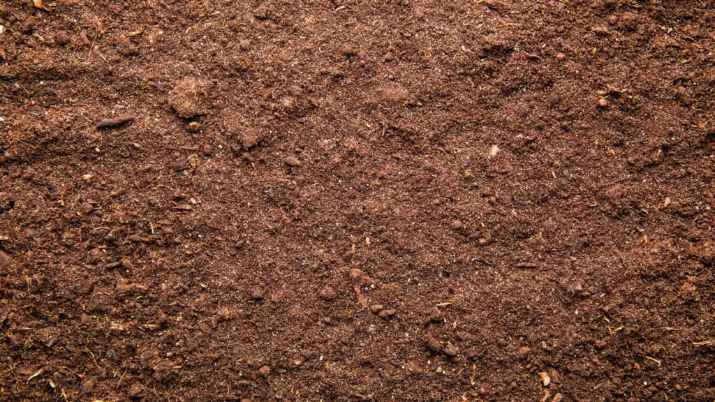 O mais marcante aroma da infância explicado pela ciência moderna