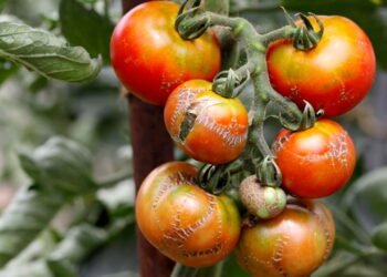 O melhor truque para conservar tomates frescos por mais tempo