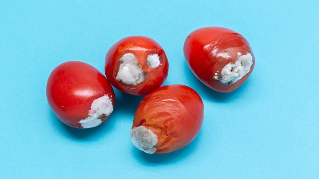 O melhor truque para conservar tomates frescos por mais tempo