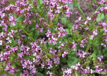 Veja o que plantar agora para colher hortaliças fresquinhas em agosto