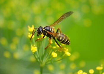 Por que nunca se deve esmagar uma vespa dentro de casa