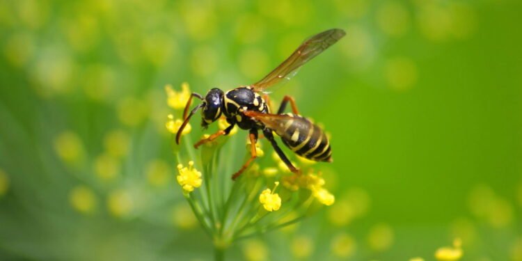 Por que nunca se deve esmagar uma vespa dentro de casa