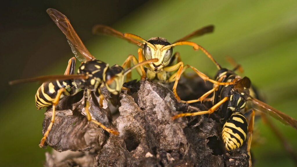 Por que nunca se deve esmagar uma vespa dentro de casa