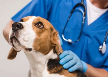 Cuidados essenciais ao levar seu pet ao veterinário pela primeira vez