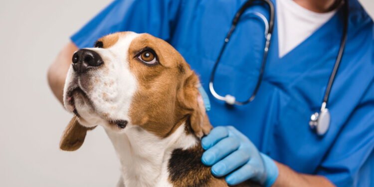 Cuidados essenciais ao levar seu pet ao veterinário pela primeira vez