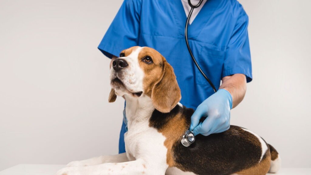 Cuidados essenciais ao levar seu pet ao veterinário pela primeira vez