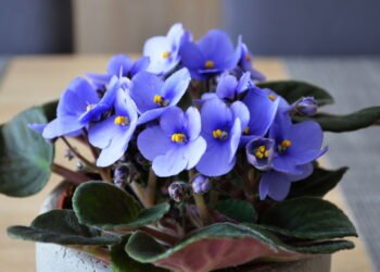 O truque dos especialistas para violetas florirem sem parar
