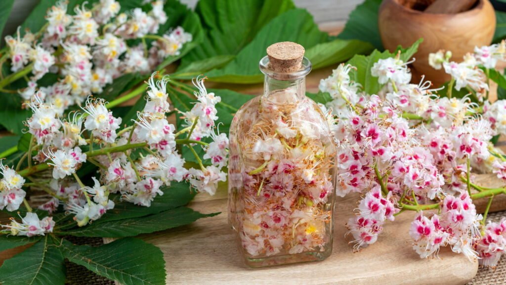 O extrato natural que médicos já indicam para circulação e varizes