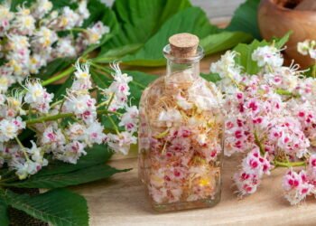 O extrato natural que médicos já indicam para circulação e varizes