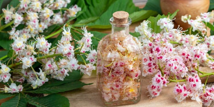 O extrato natural que médicos já indicam para circulação e varizes