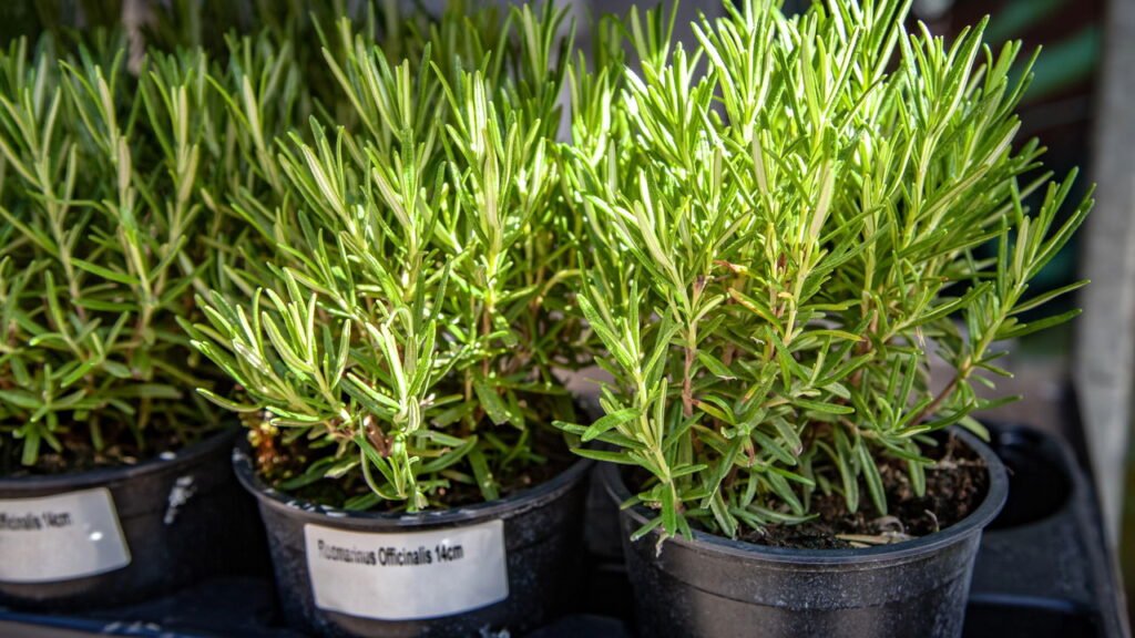 Essas plantas expulsam pragas e ainda perfumam o ar